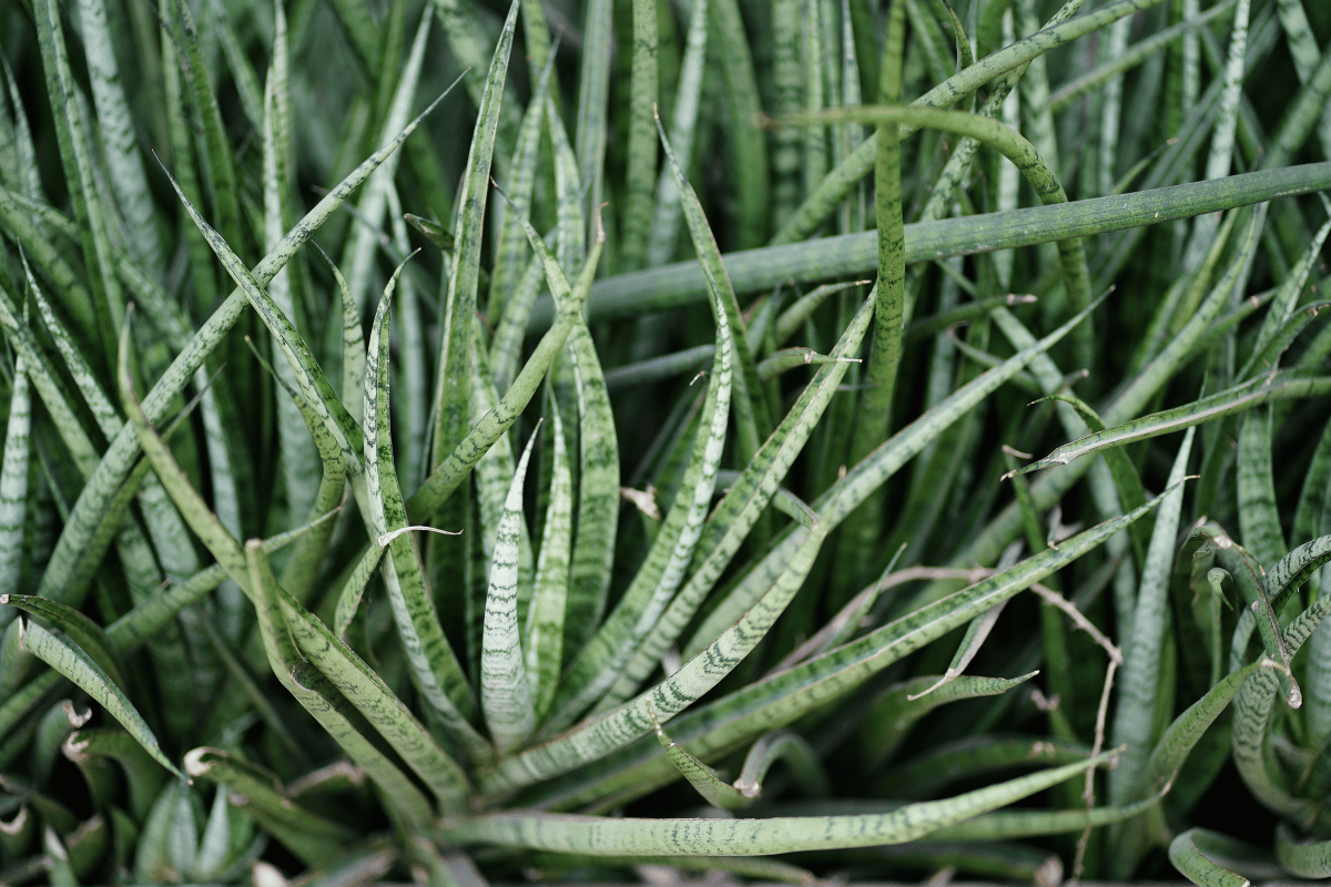 Dracaena angolensis.png